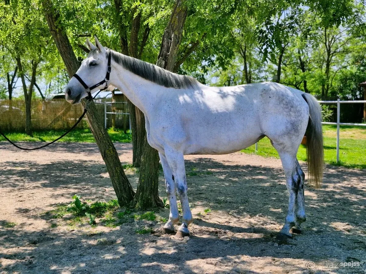 🐎 Športová kobyla s výborným pôvodom