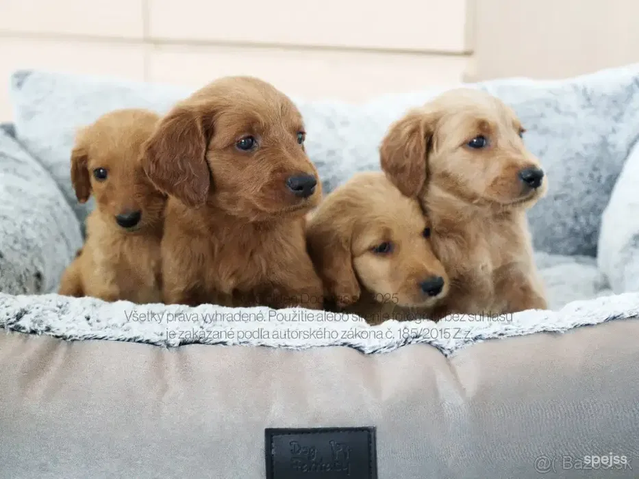🐶✨ Goldendoodle šteniatka pripravené na odber - Bratislava I - €1600 | Zvieratá - fotka 1 z 6