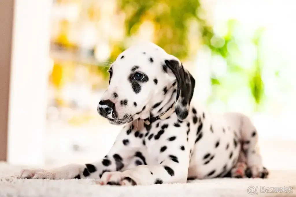 🐾 Šteniatko dalmatína s rodokmeňom FCI