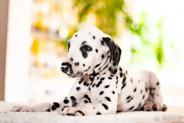 🐾 Šteniatko dalmatína s rodokmeňom FCI